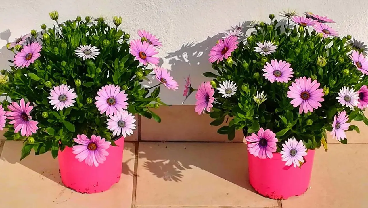Apartment Apartamento Jazmin 49 Centro - Adults Recommended Nerja Spain